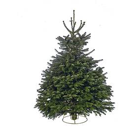 Nordmann Fir Real Christmas Tree Premium Quality